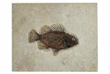 Fossil Fish (Cockerellites) - Wyoming #251923-1